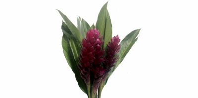 Alpinia Purpurata Vermelha