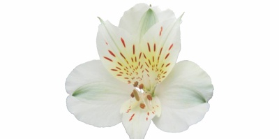 Flores Silvestres para Corte - Espécies para Floricultura e Decoradores
