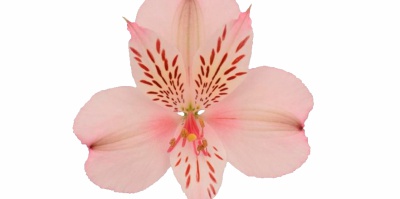 Astromelia Papilon