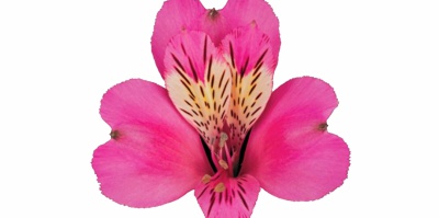 Flores Silvestres para Corte - Espécies para Floricultura e Decoradores