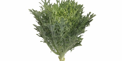 Brassica Oleracea Ornamental Branco Crespo