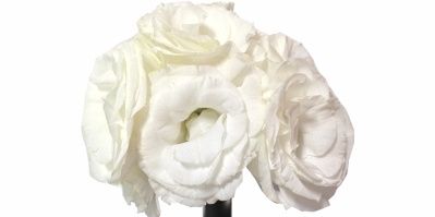 Buque Lisianthus Bolero White Branca