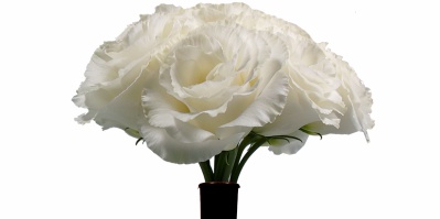 Buque Lisianthus Croma III Silky White Branca