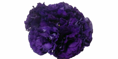 Buque Lisianthus Flare Deep Blue II Roxo