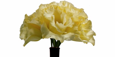 Buque Lisianthus Julia Gold Star Amarela