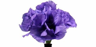 Buque Lisianthus Julia Sky Roxo