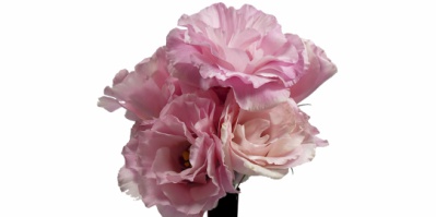 Buquê Lisianthus Julia Rose Venus Rosa