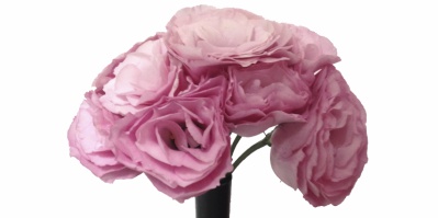 Buquê Lisianthus Rosabela Pink Rosa