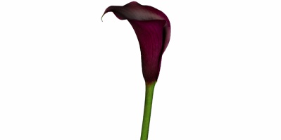 Callas Black Berry