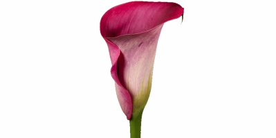 Callas Exotic Promise