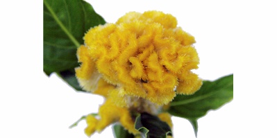 Celosia Cristata Amarela