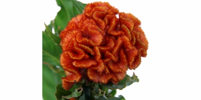 Celosia Cristata Laranja