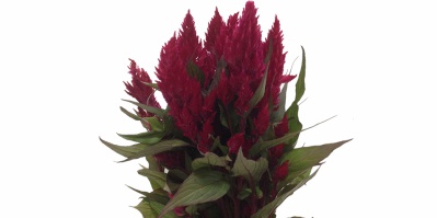 Celosia Pampa