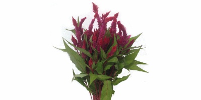 Celosia Rabo de Gato Vermelha