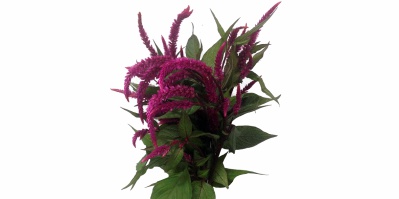 Celosia Rabo de Gato