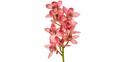 Cymbidium Chá