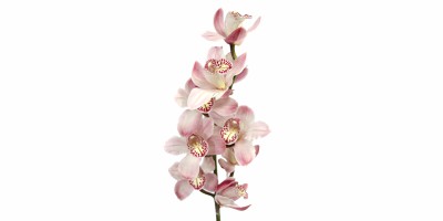 Cymbidium Rosa