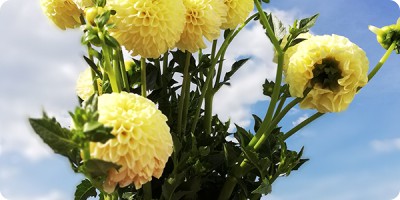 Dahlia Pom Pom Amarela