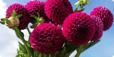 Dahlia Pom Pom Roxo