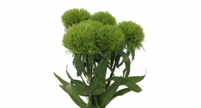 Dianthus Lady Ingreen