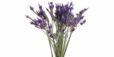 Lavanda Lavanda Blue