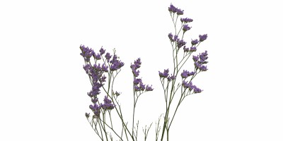 Limonium Annete Blue