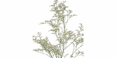 Limonium Branco