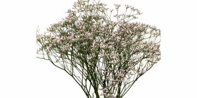 Limonium Danna Pink