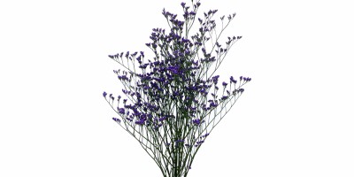 Limonium LP3