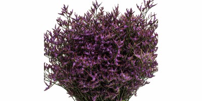 Limonium Safora Dark Blue