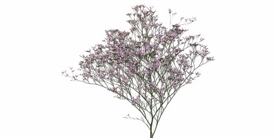 Limonium Safora Lilac