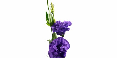 Lisianthus ABC II - III Blue Roxo