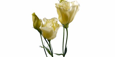 Lisianthus ABC II - III Yellow Amarela