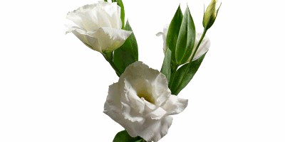 Lisianthus Allemande White Branca