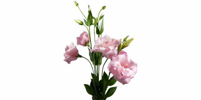 Lisianthus Arena III Pink Rosa