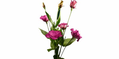 Lisianthus Arena III Red Vermelha