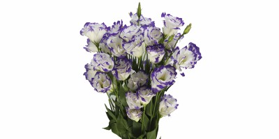 Lisianthus Bolero Blue Picotee (BR-RX) Bicolor