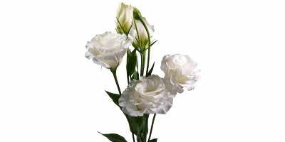 Lisianthus Croma III Silky White Branca