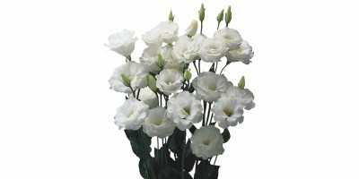 Lisianthus Croma III White Branca