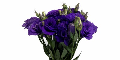 Lisianthus Flare Deep Blue II Roxo