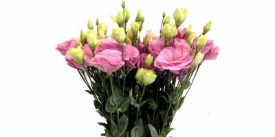 Lisianthus Flare Deep Rose Rosa