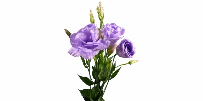 Lisianthus Julia Lavander Dream Lilás