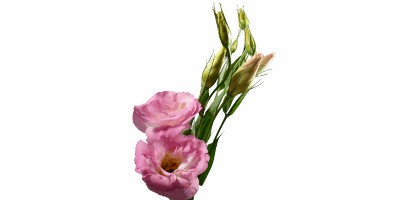 Lisianthus Julia Rose Lip (BR-RO)