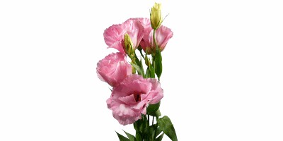 Lisianthus Julia Rose Venus Rosa