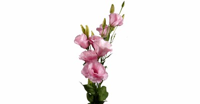 Lisianthus Robella Pink Rosa