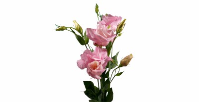 Lisianthus Super Magic Pink Rosa