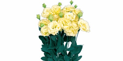 Lisianthus Voyage II Yellow