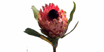 Protea Barbigera Rosa M-E