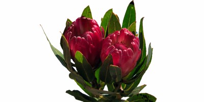 Protea Brenda Pink