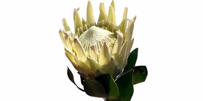 Protea Cynaroide Artic Ice